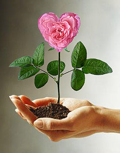 O milagre da alimentação