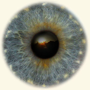 Percepção vigilante