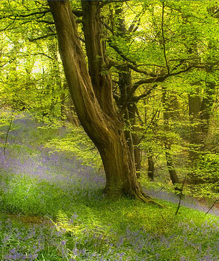 Um recado dos Gnomos das Faias